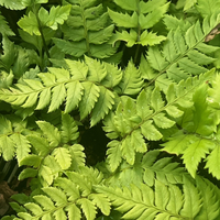 Polystichum rigens
